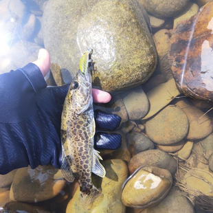 路亚饵米诺微物套装缓沉淡水沉水溪流马口小白条罗非鳜鱼专用假饵