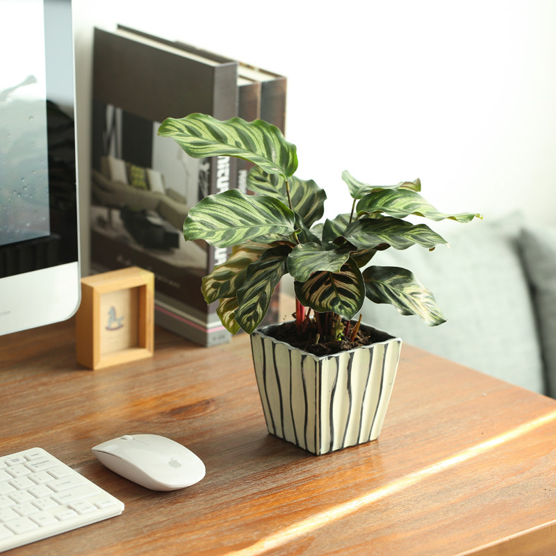 【ofm】竹芋 ins网红室内绿植小盆栽办公室桌面观赏植物花花草草_5折