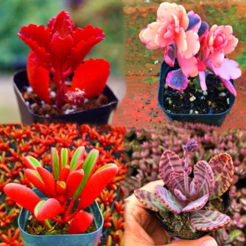 朱莲多肉植物盆栽蝴蝶之舞江户紫肉肉绿植花卉组合套餐防辐射