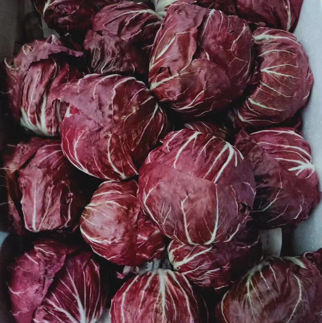 远东春生生鲜新鲜蔬菜菊苣落地地球京津冀68包邮叶菜类