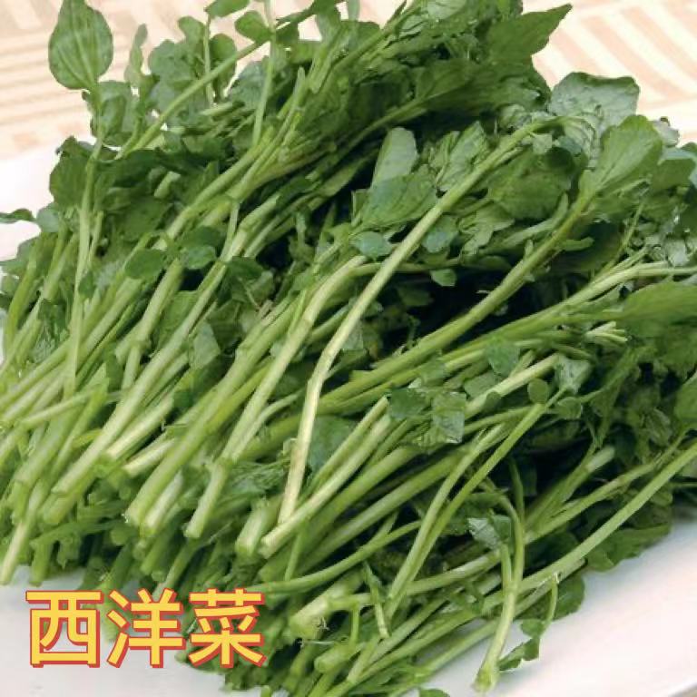 远东春生鲜 新鲜蔬菜 西洋菜  运