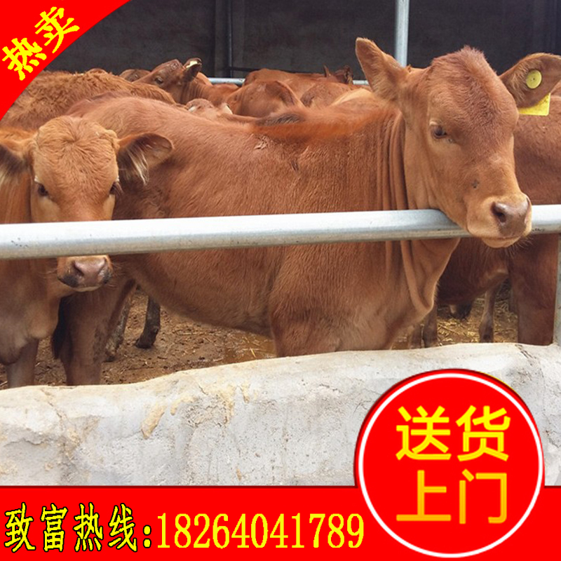 活牛出售活體小牛犢魯西黃牛苗西門塔爾牛仔大型種牛肉牛養殖技術在類目 畜牧/養殖物資, 畜牧/養殖服務, 畜牧/養殖技術服務中 - 來自Buy2taobao.com提供專業的淘寶代購服務