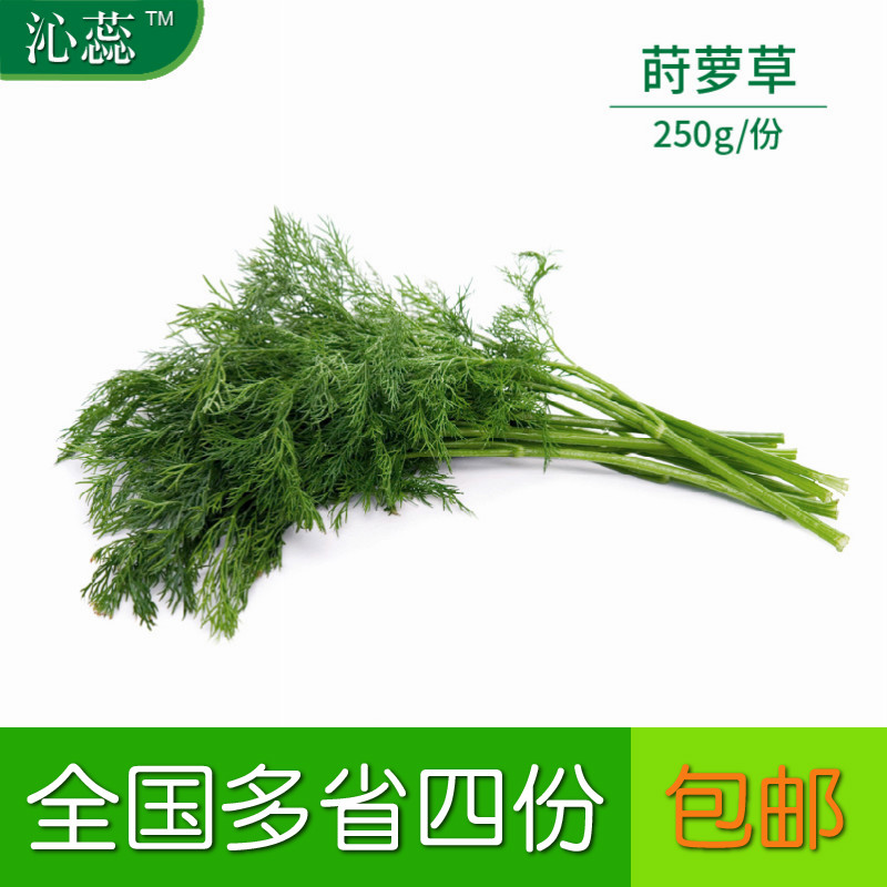 【沁蕊】新鲜莳萝草Dill刁草土茴香 莳罗250g在类目 水产肉类/新鲜蔬果/熟食, 新鲜蔬菜/蔬菜制品, 新鲜蔬菜, 其它中 - 来自Buy2taobao.com提供专业的淘宝代购服务