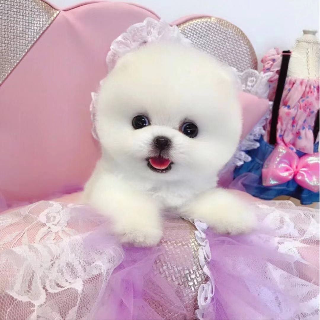 爱心领养纯种博美可爱超小体型白色茶杯犬活体博美幼犬宠物真狗狗