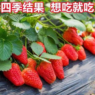 奶油草莓苗盆栽带盆带土种籽子可食用红颜四季结果阳台种植新苗秧