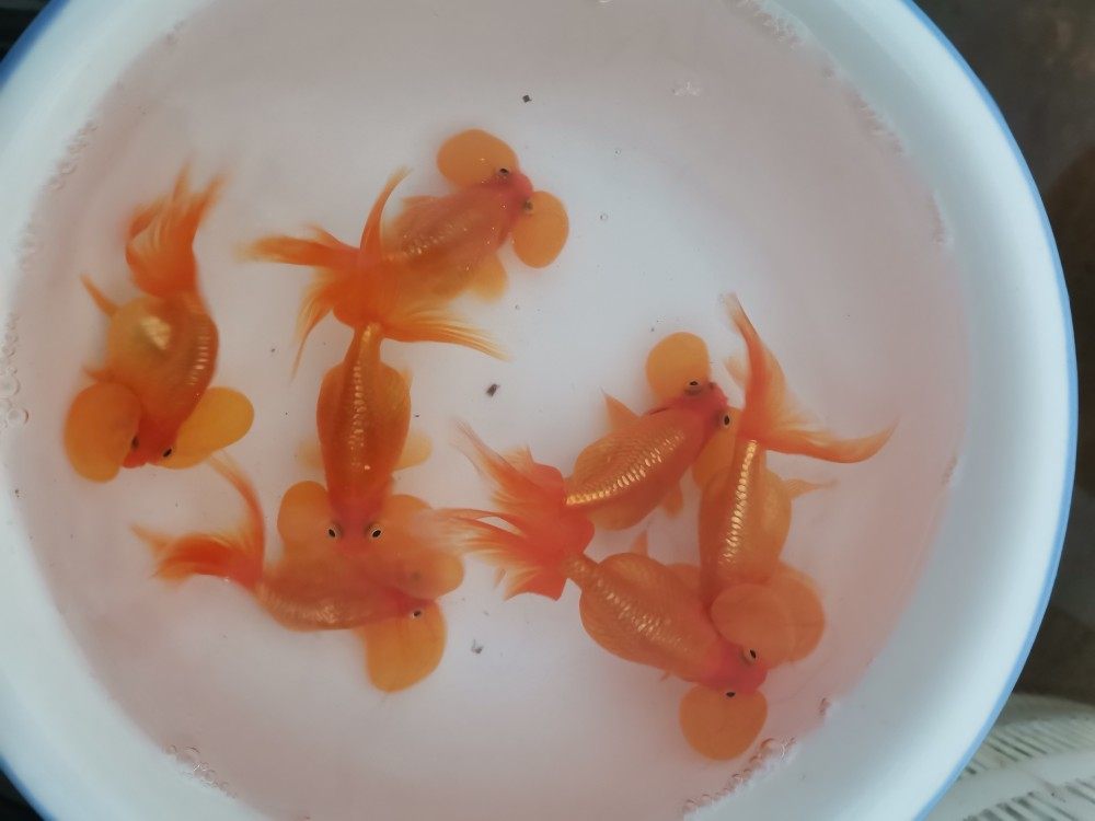 精品水泡红水泡花水泡泡淡水冷水鱼风水鱼 徐州老温渔场欢迎你