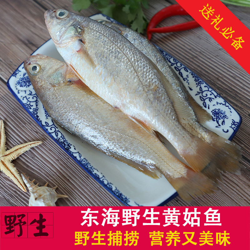 舟山宁波野生东海黄婆鸡鱼生鲜海钓白果子鱼黄花鱼小黄鱼500g