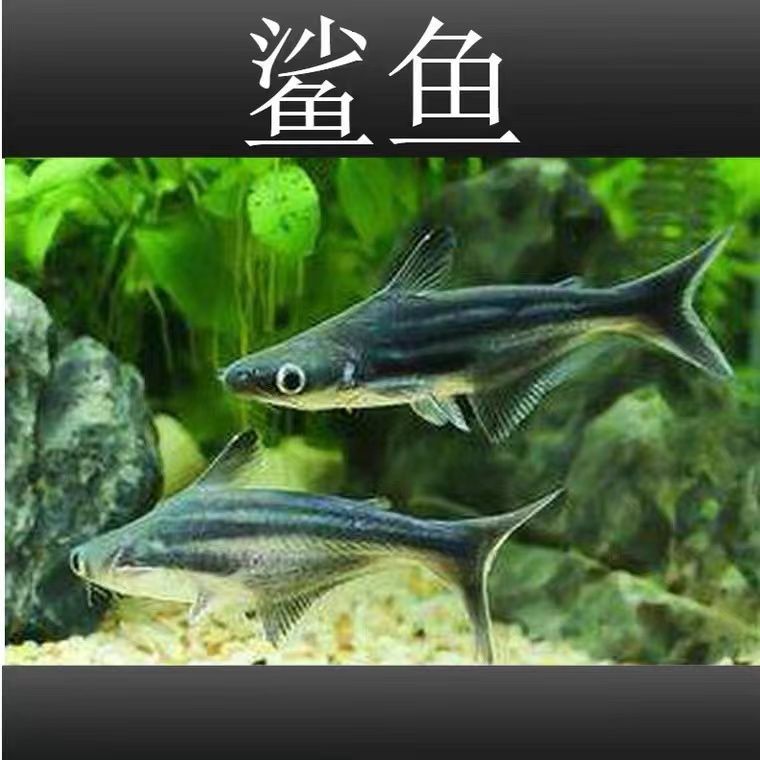淡水鲨鱼活体虎鲨观赏鱼大型虎头鲨蓝鲨白化鲨鱼龙鱼配鱼