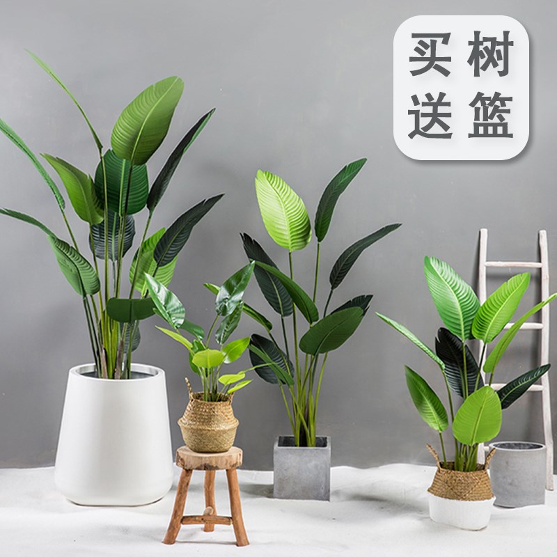 北欧仿真绿植芭蕉树旅人蕉酒店商场服饰橱窗落地大型盆栽在类目 3C数码配件, 手机配件, 手机保护套/壳中 - 来自Buy2taobao.com提供专业的淘宝代购服务