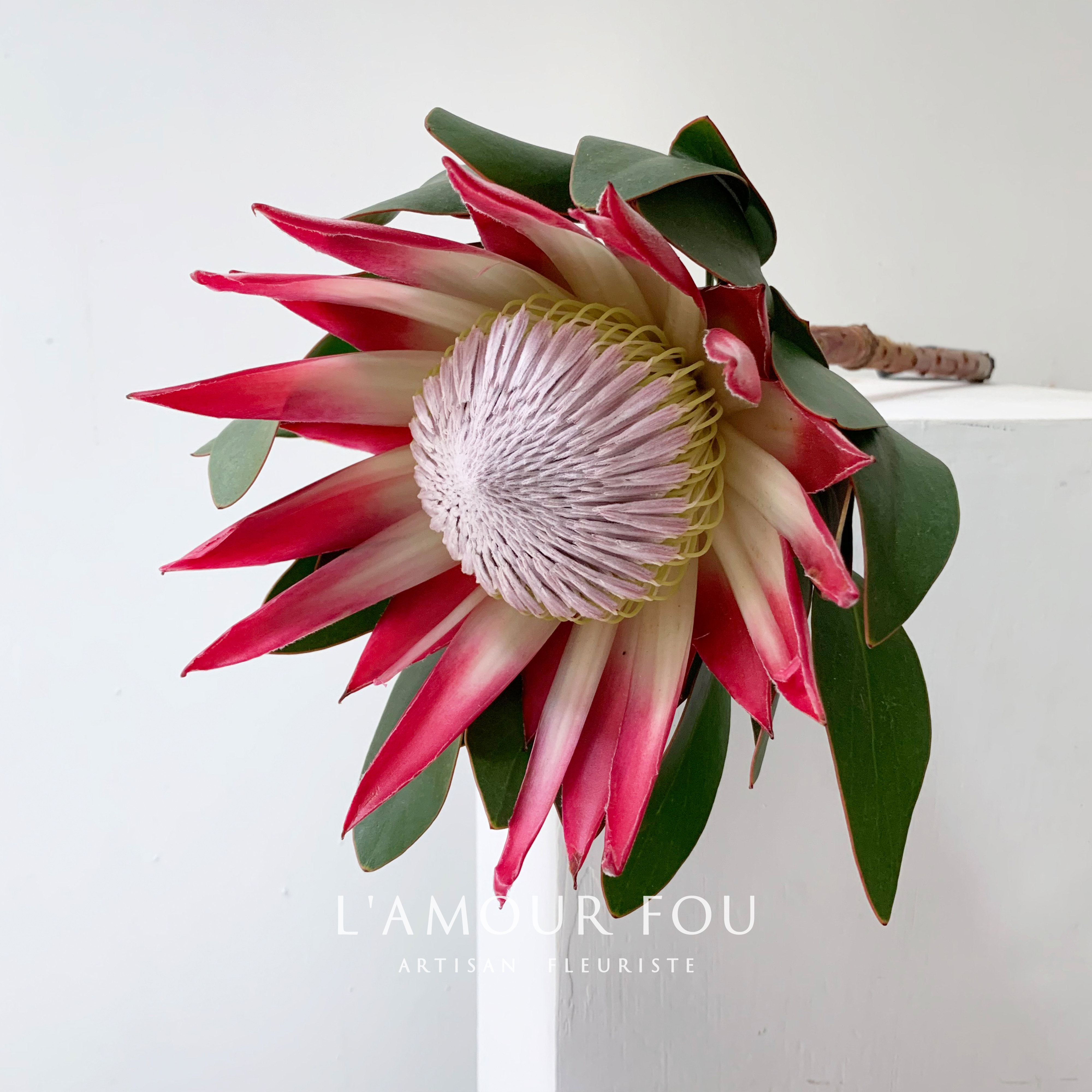 粉帝王花-特价促销-优惠券领取-价格|多少钱|什么牌子好-35优惠券网站