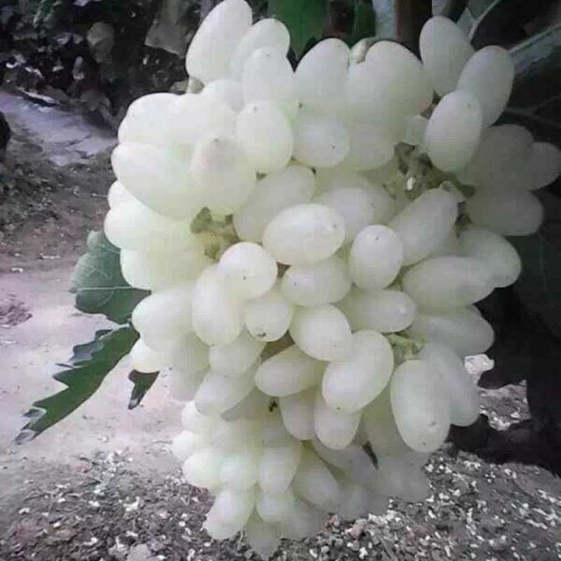 马奶提子葡萄 无核奶油葡萄 白牛奶葡萄苗 南方北方种植当年结果在类目 鲜花速递/花卉仿真/绿植园艺, 花园植物/行道树/果树, 果树中 - 来自Buy2taobao.com提供专业的淘宝代购服务