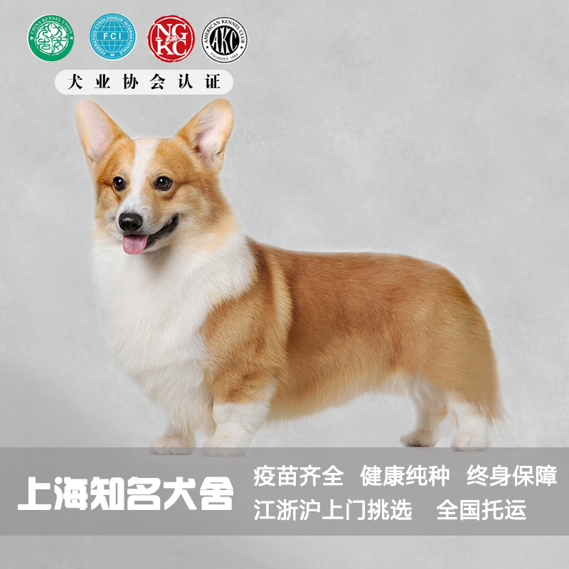 柯基幼犬纯种柯基犬威尔士双色三色小短腿柯基活体柯基幼崽宠物狗