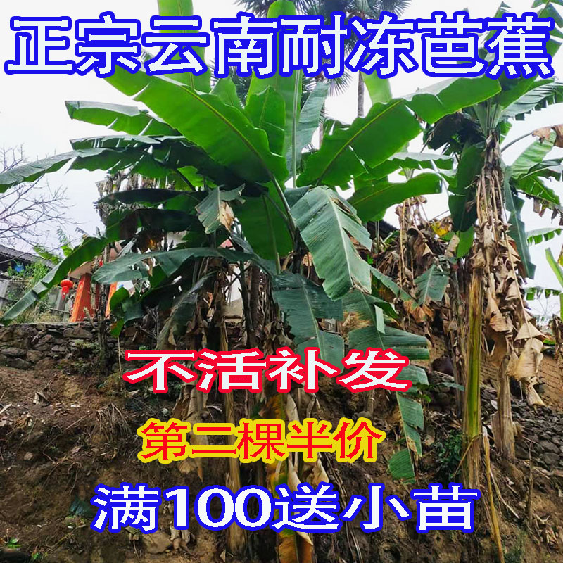 130天销量15件包邮山里人园艺百草店进入店铺详细参数品牌 :云南芭蕉