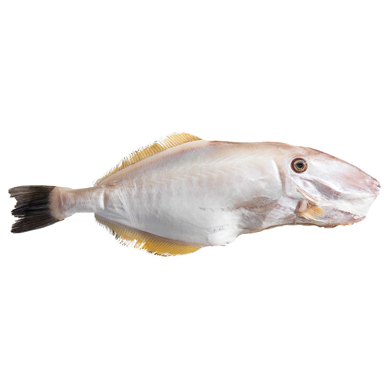 东山岛藻安海鲜马面鱼一份发剥皮鱼