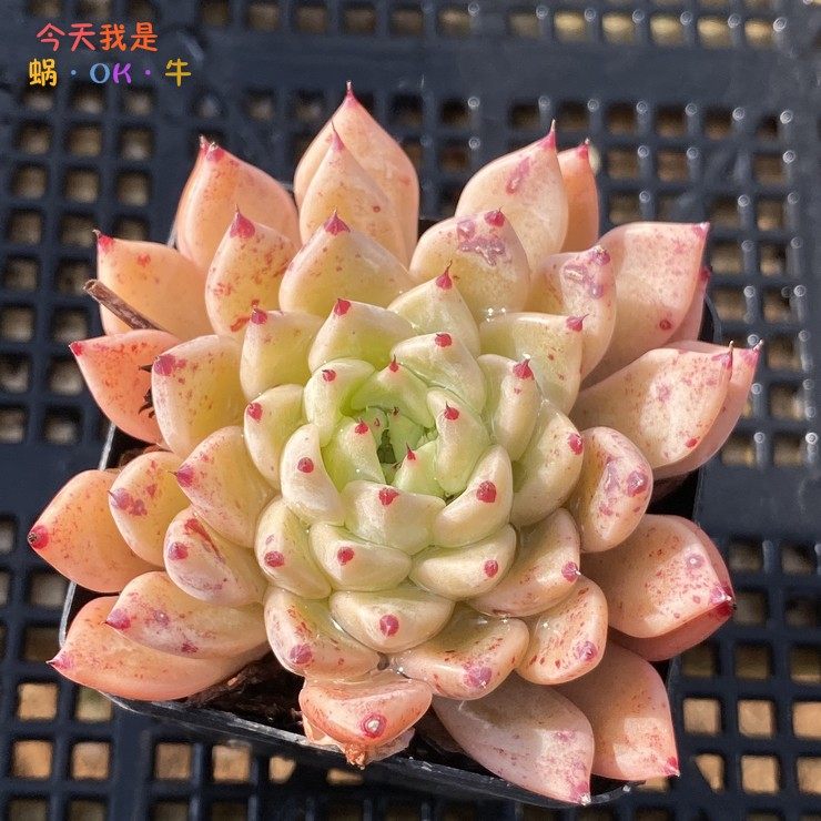 【红袖】实生杂交云南精品多肉植物一物一拍蜗牛大叔的肉肉