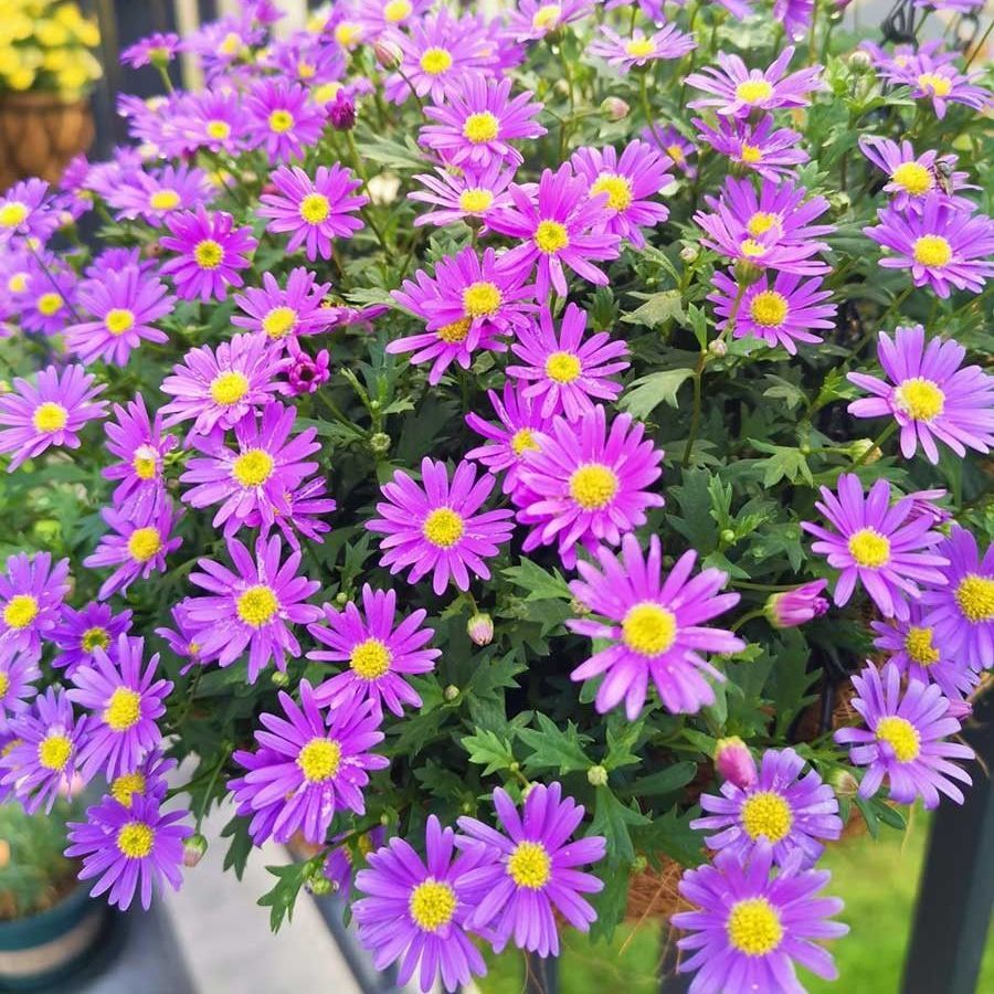 花卉盆栽姬小菊带花苞花卉阳台植物爆盆不断玛格丽特花苗四季开花