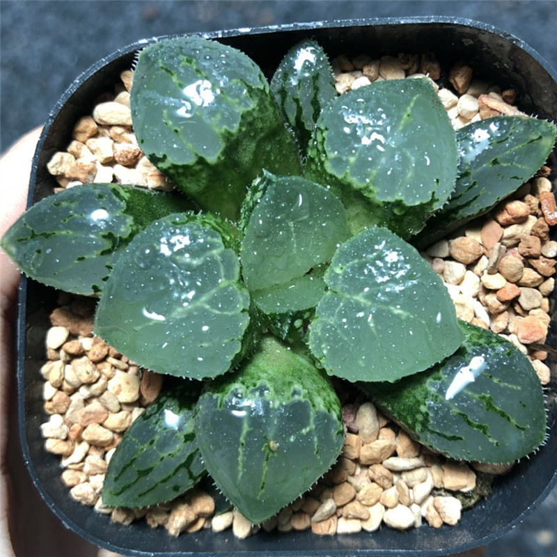 艾上多肉沁影寿十二卷透窗寿玉露多肉植物一物一拍满48元包邮