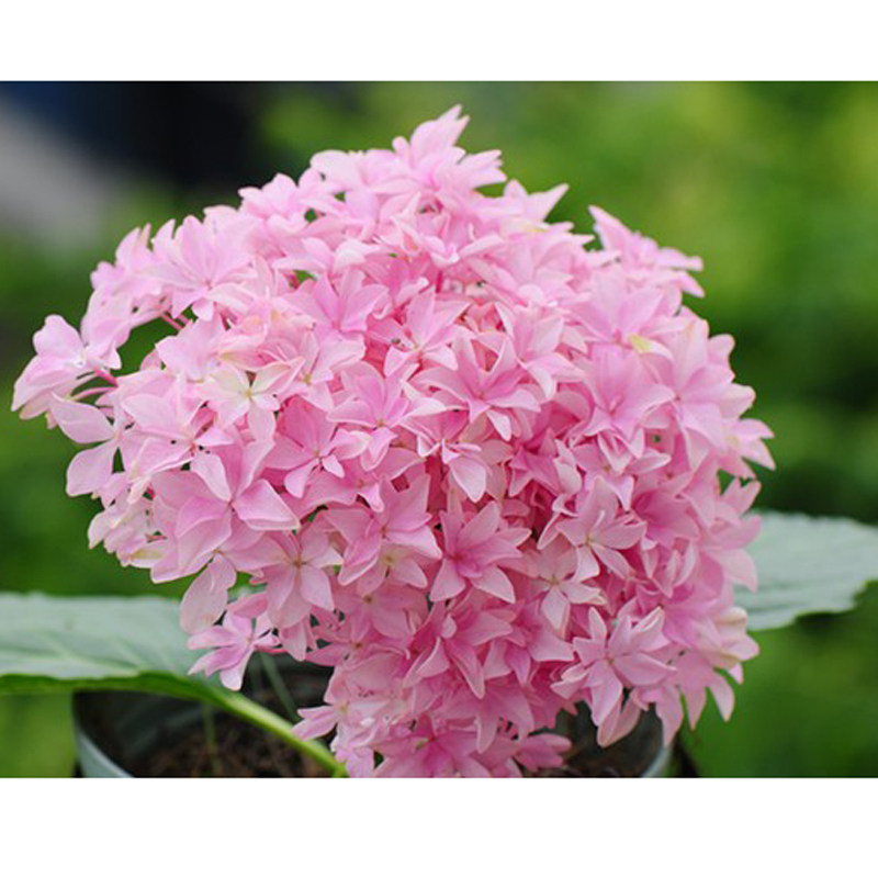 今年开花大苗 大花重瓣绣球花 你我的灵感 仙气十足 1加仑2年苗