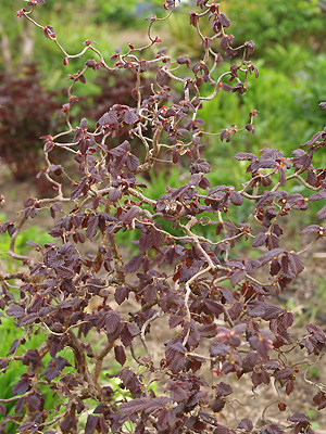 紫叶曲枝欧榛红色壮丽 阳台花园庭院盆栽苗 多年生骨架盆景庭院树