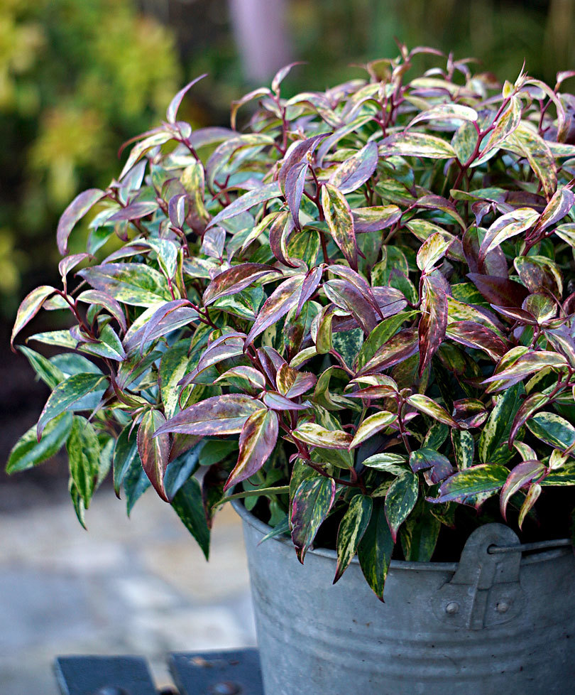 彩虹木藜芦rainbow常绿耐寒多年生彩叶花灌木花境盆栽苗花卉