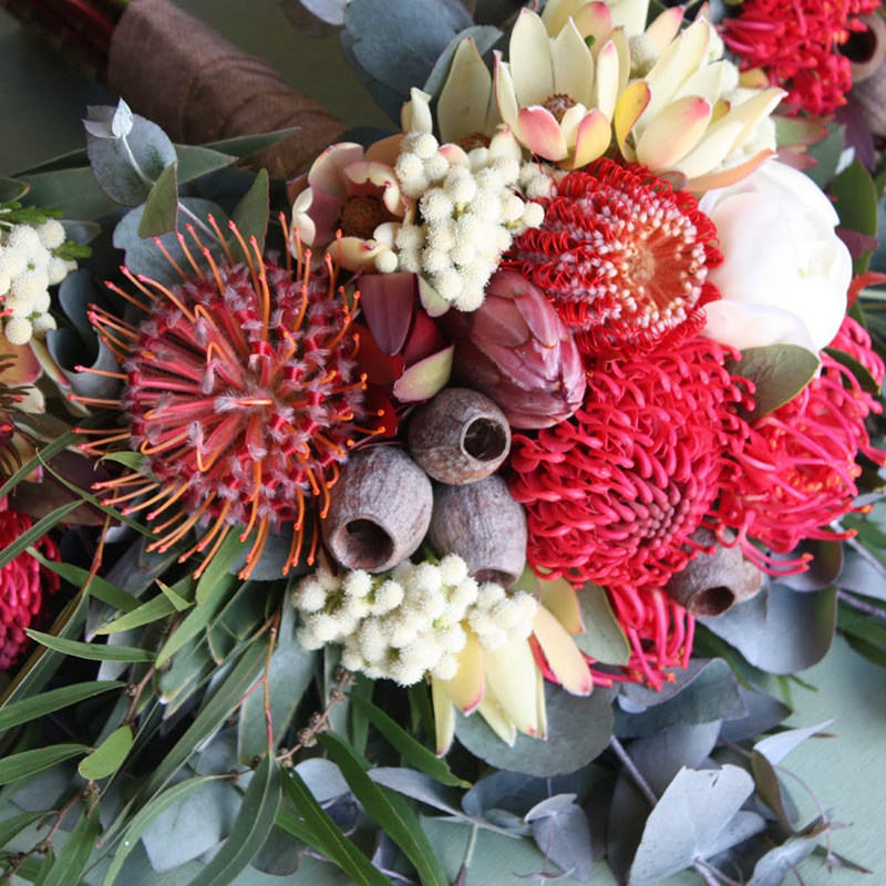 饰球花宝石红耐热观花热带切花花园庭院花境花坛阳