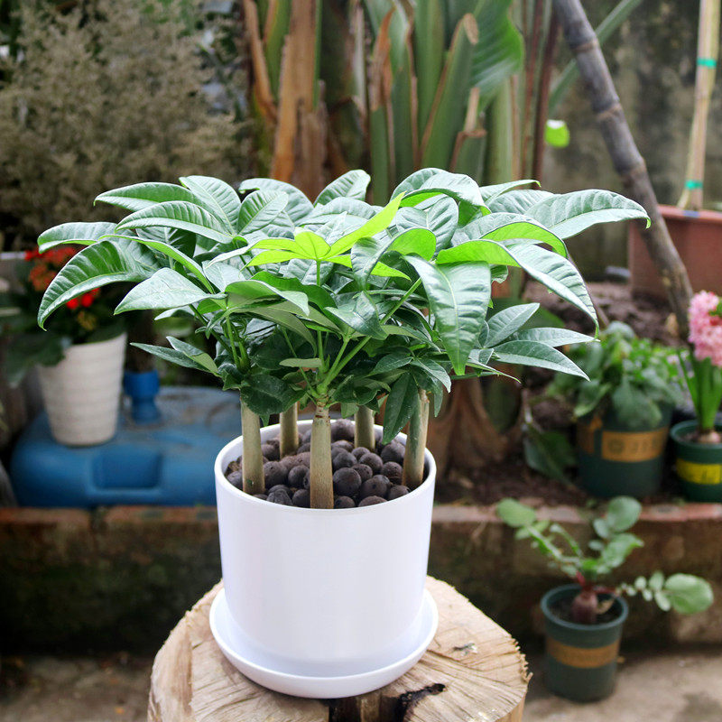 五福发财树室内招财盆景四季常青观叶绿植盆栽放辐射进化空气