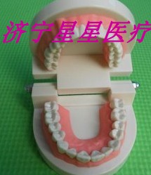 口腔护理牙齿教学模型 儿童口腔教学 幼儿园教刷牙模型在类目 个人护理/保健/按摩器材, 口腔护理, 其它口腔治疗设备中 - 来自Buy2taobao.com提供专业的淘宝代购服务