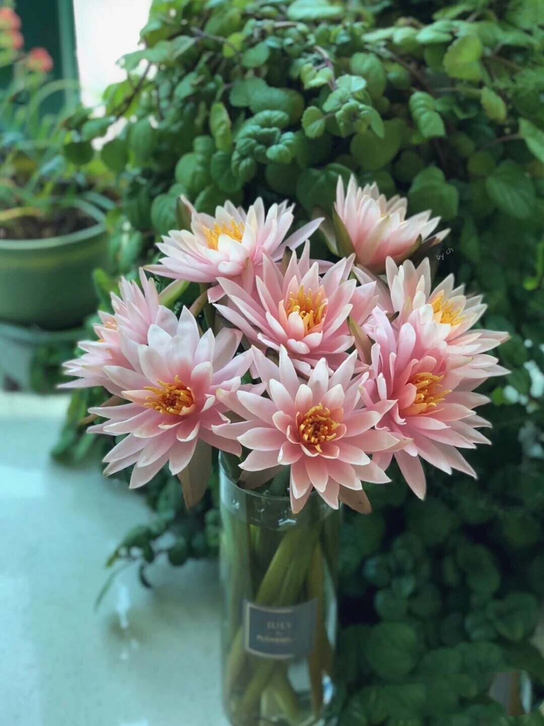 云南昆明鲜花基地直发睡莲九品香水莲花鲜切花招代理