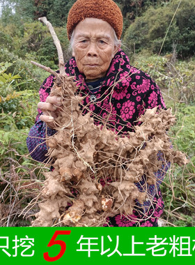 金刚藤根 菝葜金刚刺 铁菱角乌鱼刺新鲜现挖泡酒广东煲汤药材汤料