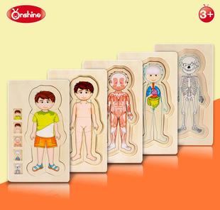 幼儿园身体结构模型教具人体构造拼图认知玩具内脏骨骼器官男女孩