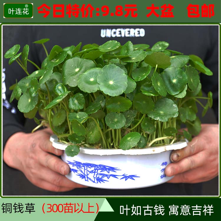 带叶铜钱草香菇草金钱草观叶盆栽绿植水培养植物花卉聚财室内包邮