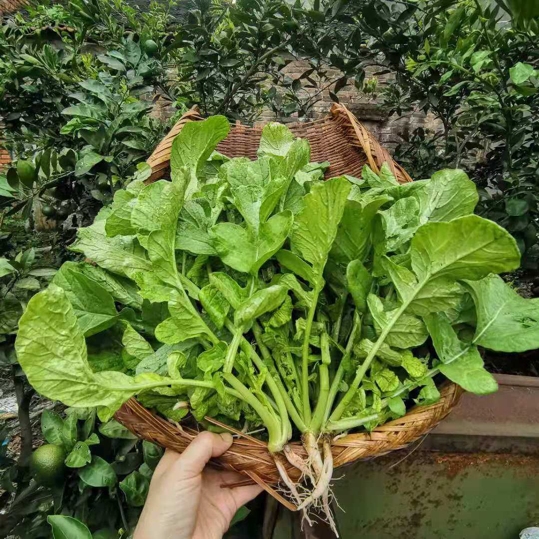 白萝卜叶大额优惠券