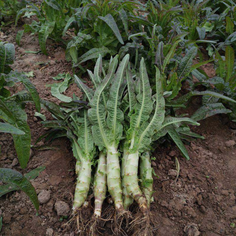 露天紫叶小香莴笋新鲜现砍农家莴苣 肉嫩绿青笋莴菜3斤4斤5斤包邮