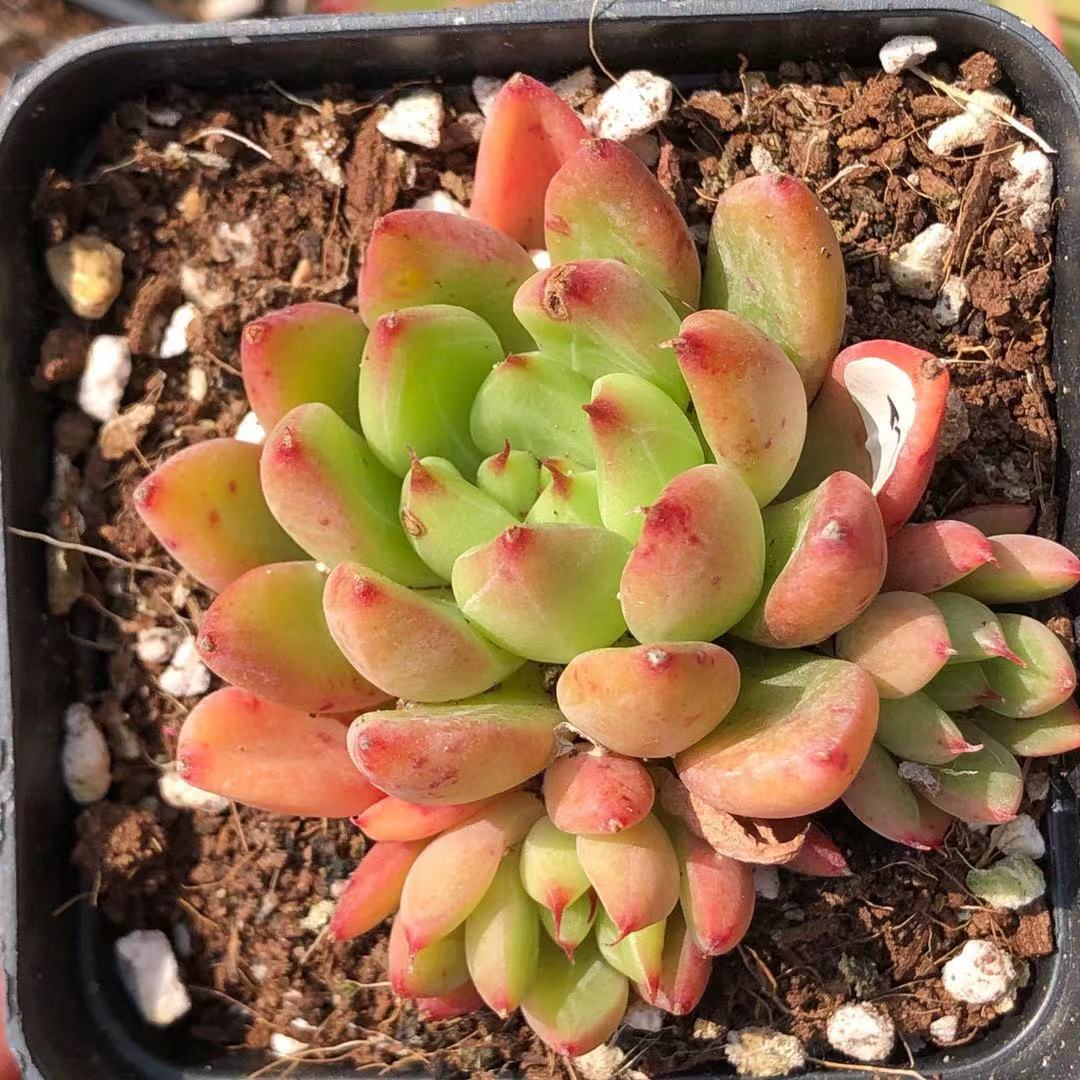 新品 东云杂杜里万 绿黄底 暗纹系 多肉 多肉植物 一物一拍