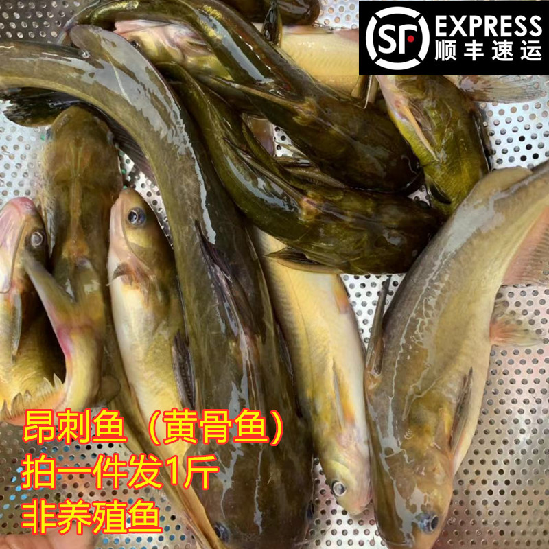 新鲜黄骨鱼3斤包邮顺丰昂刺黄角鱼原生态河鱼万绿湖一斤约6条活宰