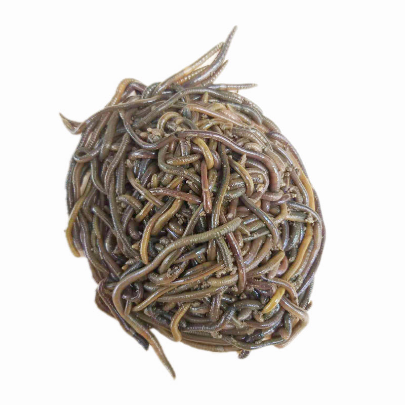 生态农业的优惠券大全—活体青蚯蚓活饵钓黄鳝地龙臭蚯蚓垂钓鱼饵黑