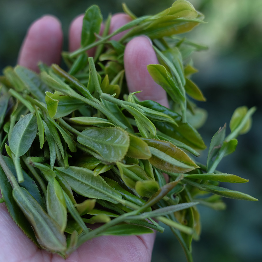 崂山绿茶2021新茶