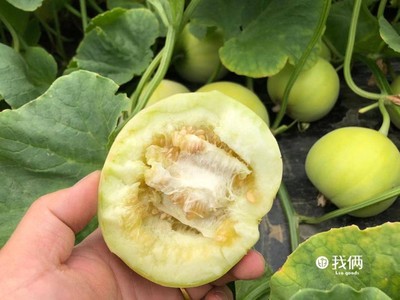 正宗树上马连庄蜜宝王5斤甜瓜 原价69元 现价69元包邮抢购 优惠券