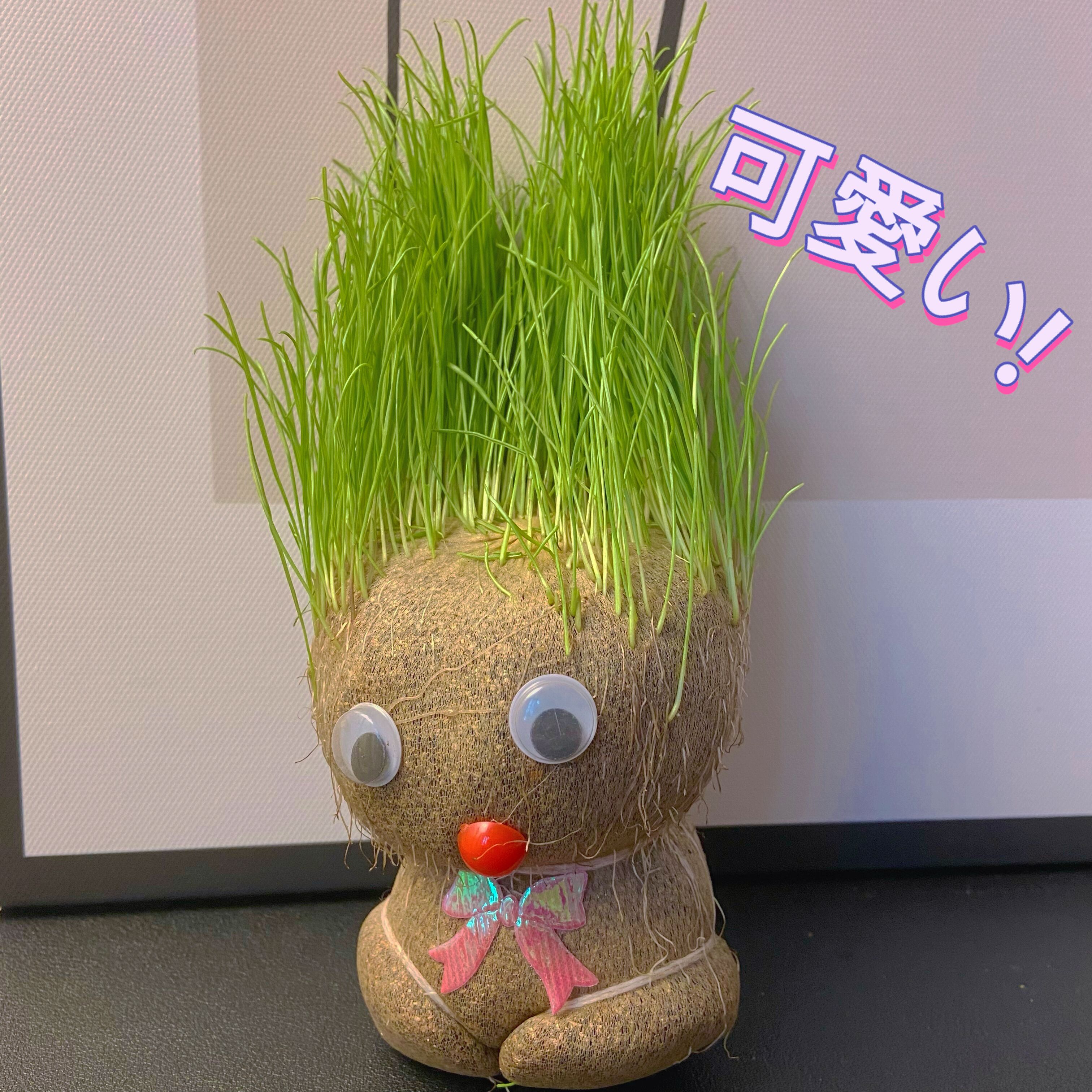 尤物情报局长草娃娃小红书抖音绿头发娃娃头上盆栽桌面种植小草人