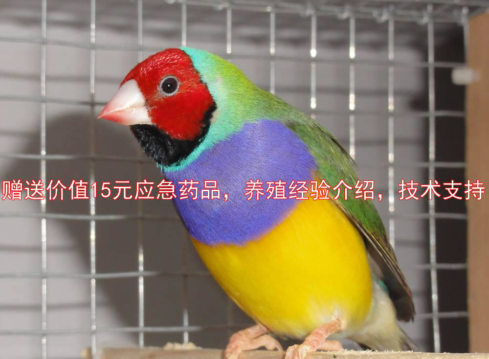 珍珠鸟活体_五彩活体鸟七彩文鸟 灰白文十姐妹鸟绿背 金背 蓝背 白背
