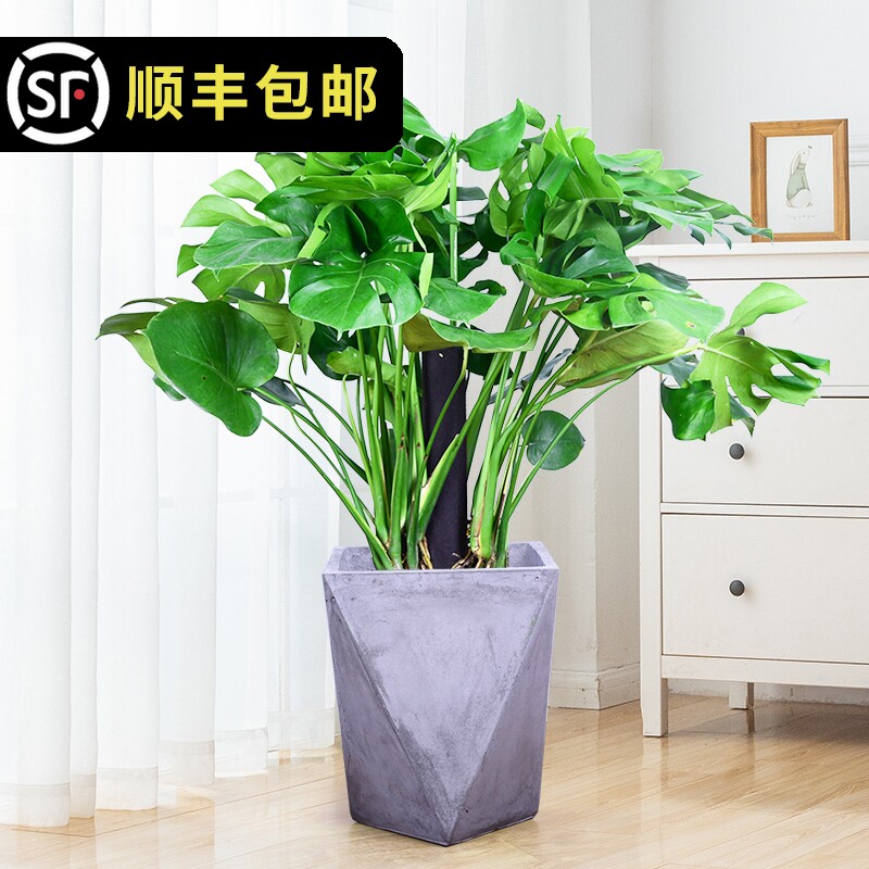 龟背竹大植物盆景绿植室内阳台客厅净化空气水培花卉盆栽开背大叶