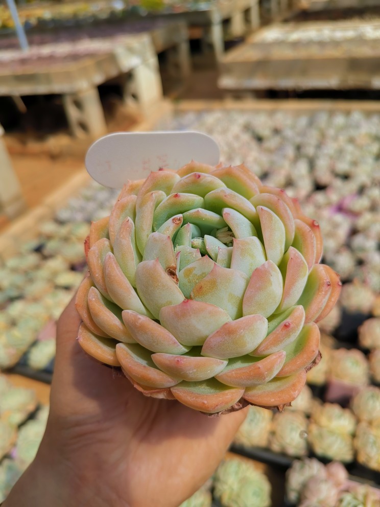 莎莎女王 状态好养漂亮多肉 云南精品多肉基地直发 老桩大头群生