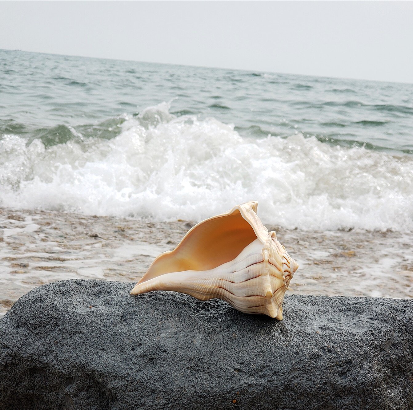 天然超大海螺贝壳珊瑚摆件左旋螺号角螺大法螺法事专用螺居家摆件