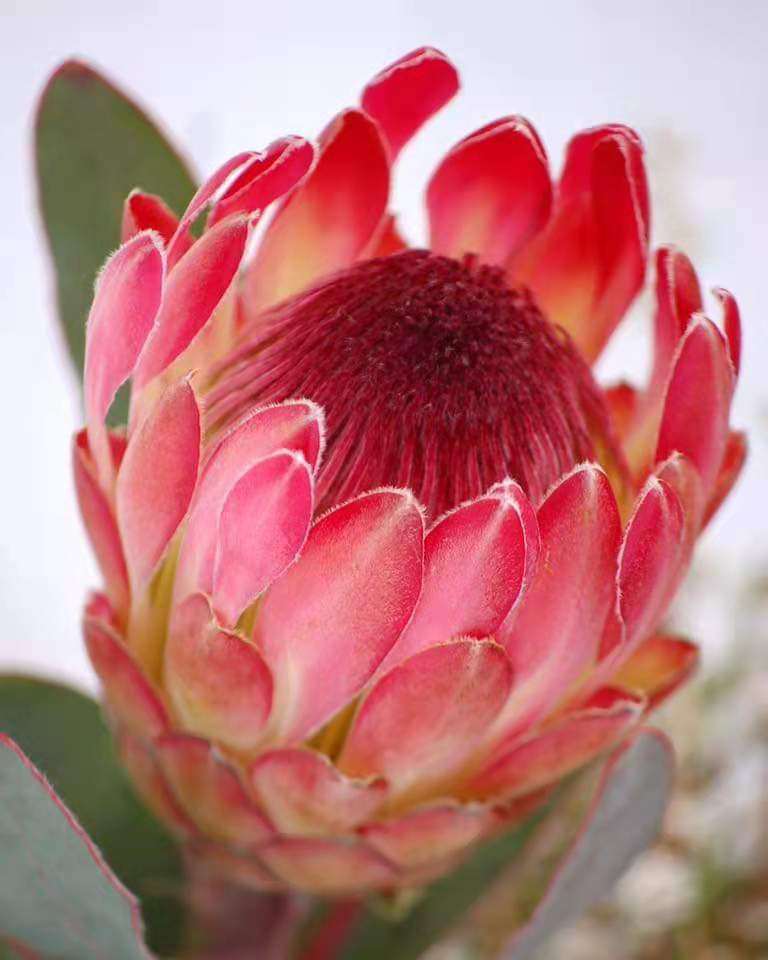 南非帝王花公主eximia盆栽 扦插苗protea海神花进口庭院木百合美