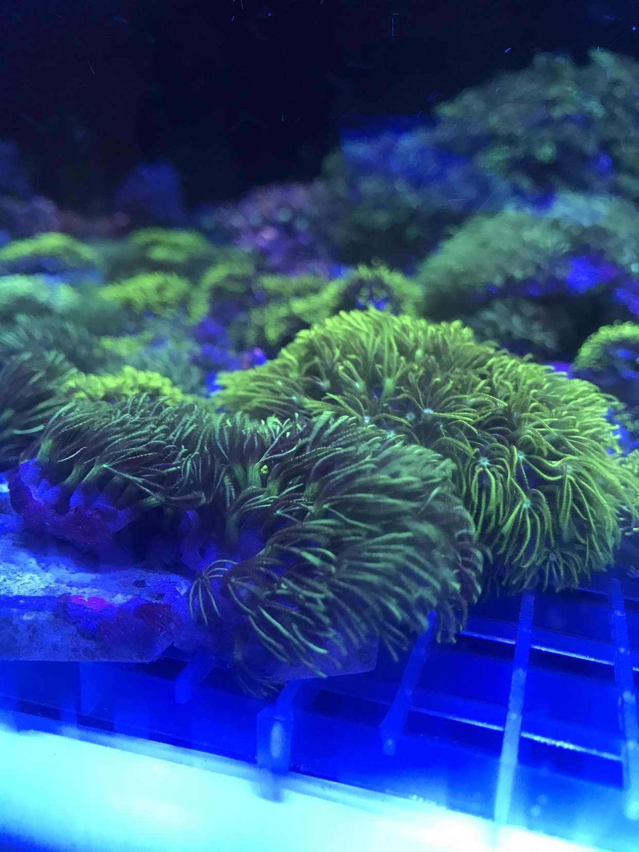 草皮珊瑚品牌排名前10位