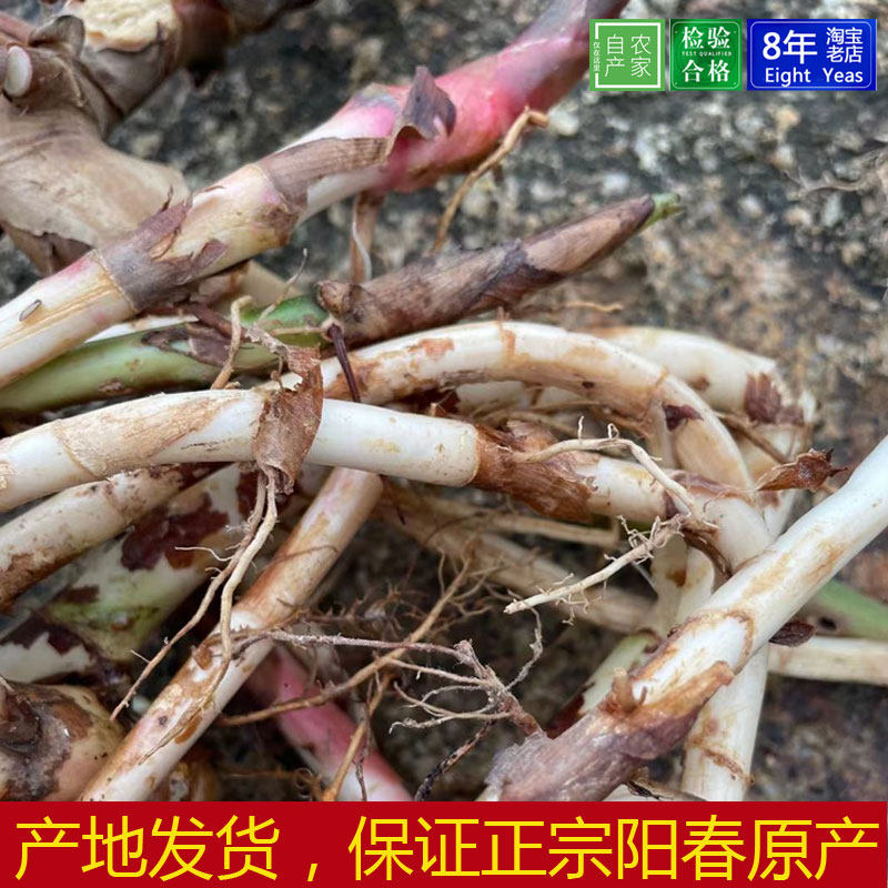 阳春生春砂仁根2斤颈条精选野生新鲜沙仁藤条天然煲汤料包邮广东(去