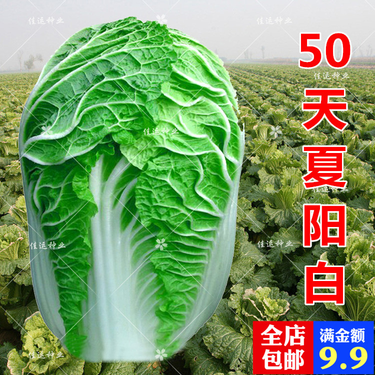 50 Chinese cabbage seed Heat Moisture Off-season Ota High yield 302 summer Autumn Vegetable seedsin the Flower delivery/Flowers simulation/Plants gardening , Flowers/Fruits and vegetables/Lawn seed (New) , Home & Garden Seeds category - from Buy2taobao.com to provide professional Taobao agent buy service