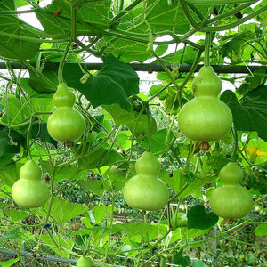 特大葫芦种子巨型图片