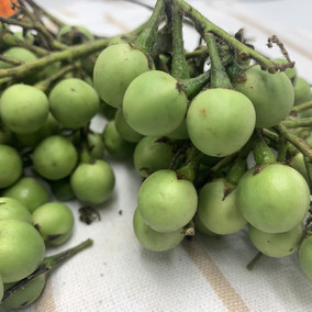包邮 泰国品种苦果小圆茄 迷你茄子绿咖喱青咖喱配料 泰国苦果500