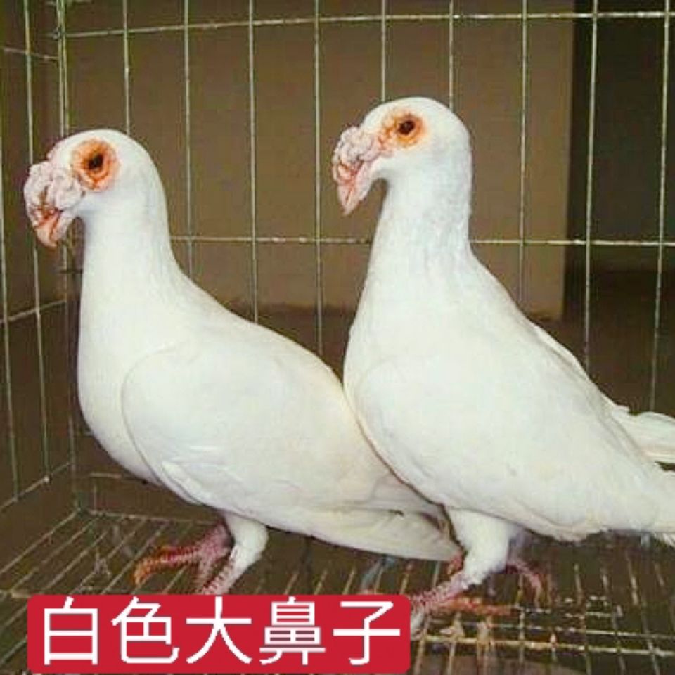 特价大鼻子鸽子多少钱_【大鼻子鸽子】观赏鸽子活体种鸽一对幼鸽青年